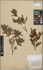 Foto von Salix lapponum L. x Salix silesiaca Willd.